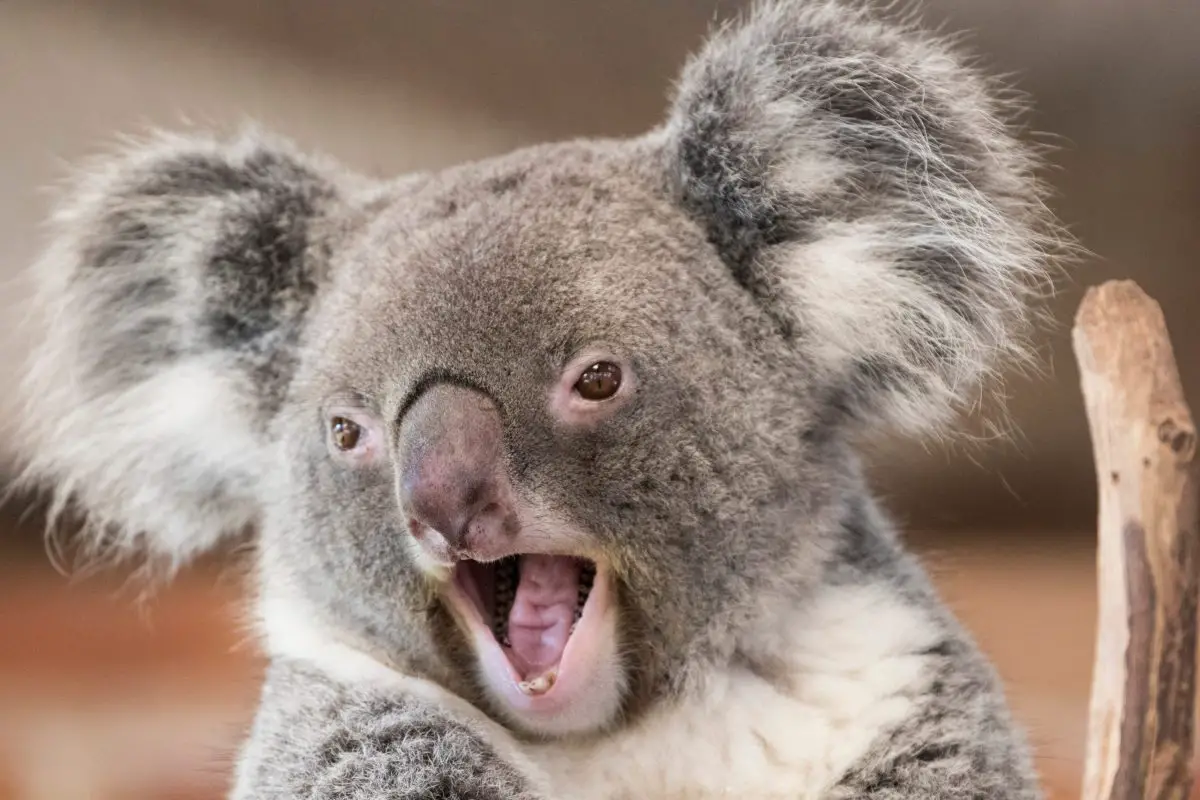 smiling koala 2021 08 30 05 06 56 utc scaled e1651176016302