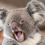 smiling koala 2021 08 30 05 06 56 utc scaled e1659506154693