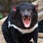 tasmanian devil e1649626592283