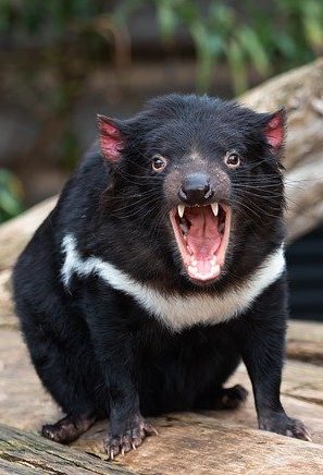 tasmanian devil e1649626592283