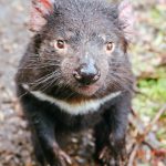 tasmanian devil in tasmania australia