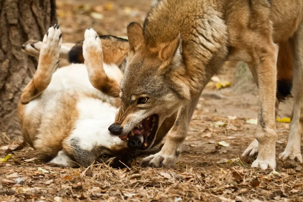 18 Animals With Fangs? (Some You Didn't Know) 8 wolf fighting 2022 04 07 04 02 59 utc