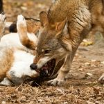 wolf fighting 2022 04 07 04 02 59 utc