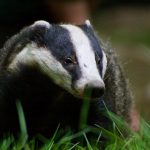 Badger 2021 08 29 14 55 37 utc