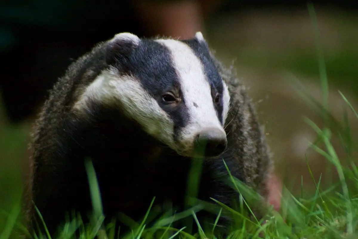 Badger 2021 08 29 14 55 37 utc scaled e1651579502844