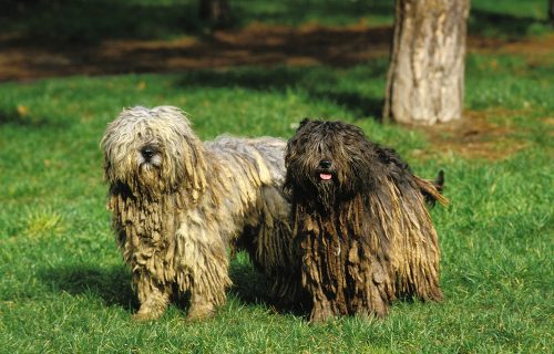 21. Ugliest Dog Breeds In The World. (With Pictures) 13 Bergamasco Sheepdog or Bergamese Shepherd 052955 Gerard LACZ Images