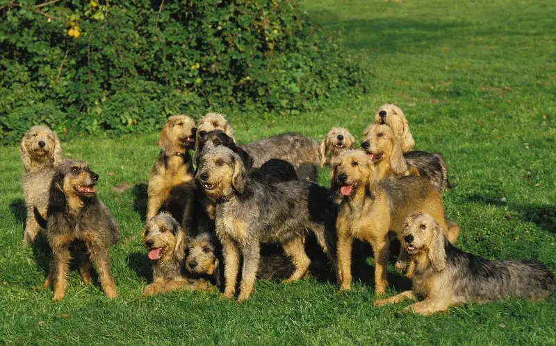 21. Ugliest Dog Breeds In The World. (With Pictures) 8 GRIFFON NIVERNAIS DOG, PACK OF ADULTS