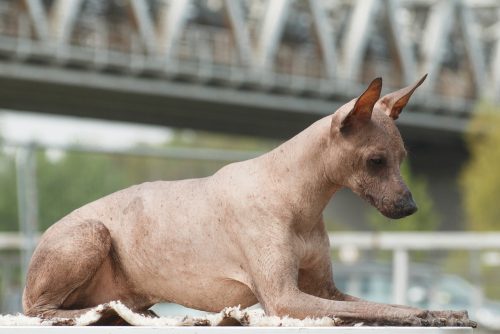 21. Ugliest Dog Breeds In The World. (With Pictures) 17 Medium-sized hairless adult beige dog of the breed Peruvian Hairless Dog (Inca Peruvian Orchid, Inca Hairless Dog, Virigo, Calato, Mexican Hairless Dog), lies on the table against the background of a bridge in blur (bokeh) outdoors in cloudy weather