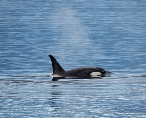 a killer whale orca surfaces to breath in the cl 2021 09 02 13 53 20 utc scaled e1655627658318