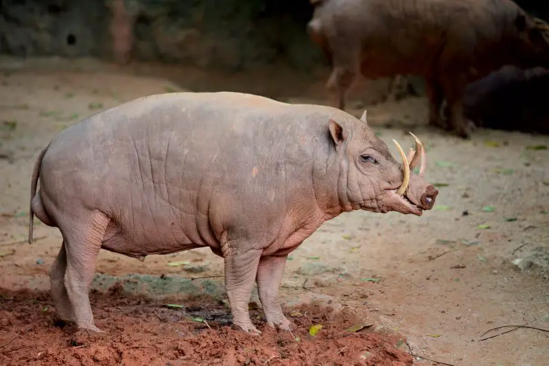 Babirusa