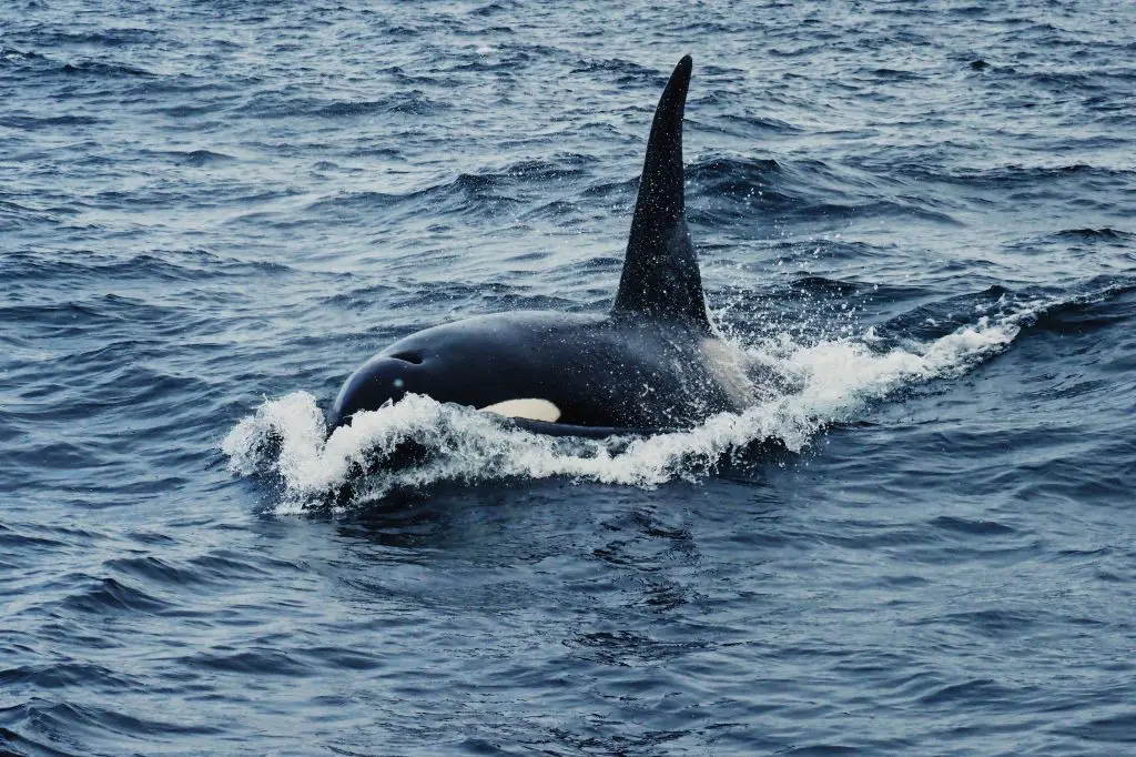 Do Whales Eat Sharks? (With Video) 2 blackfish 2021 08 26 16 15 43 utc