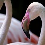 flamingos 2021 08 29 02 33 35 utc scaled e1653688676193