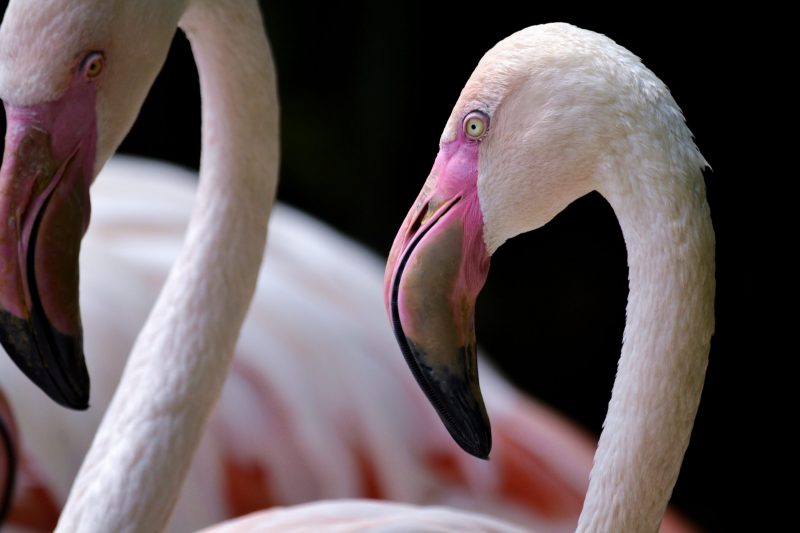 flamingos 2021 08 29 02 33 35 utc scaled e1653688676193