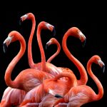 flamingos 2021 08 30 07 35 16 utc scaled e1653682295833