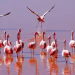 Flamingoes wading in red waters of the Laguna Colorada in southern Bolivia
