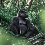 gorilla 2021 08 31 11 51 35 utc scaled e1655755227855