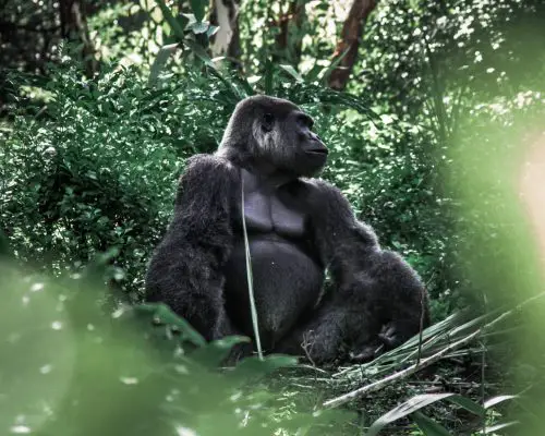 gorilla 2021 08 31 11 51 35 utc scaled e1655755227855