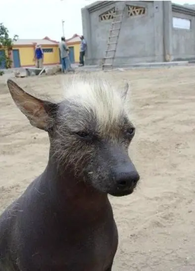 21. Ugliest Dog Breeds In The World. (With Pictures) 15 khala