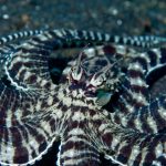 mimic octopus camouflage mode 2022 03 08 00 29 45 utc