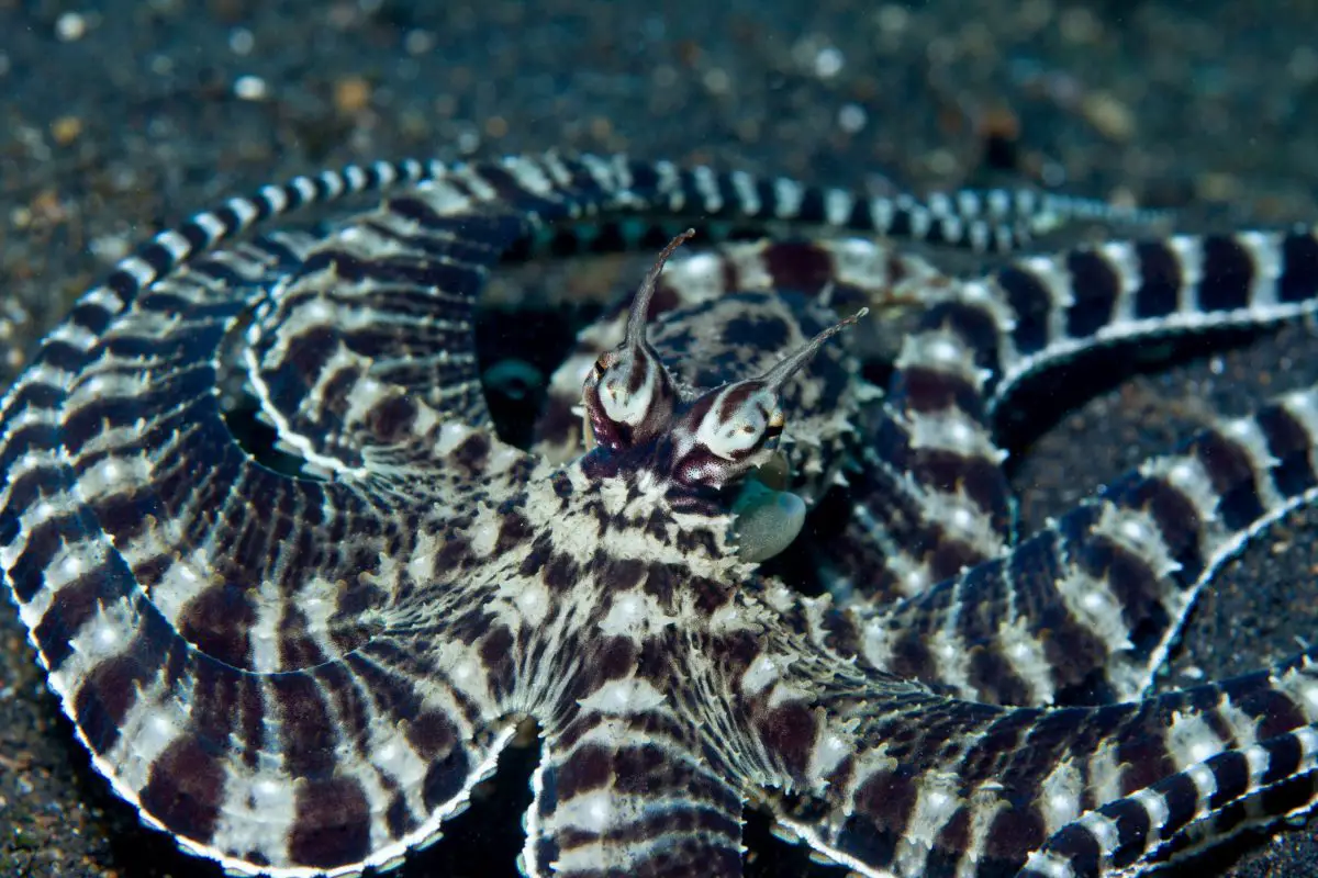 mimic octopus camouflage mode 2022 03 08 00 29 45 utc scaled e1651583049202
