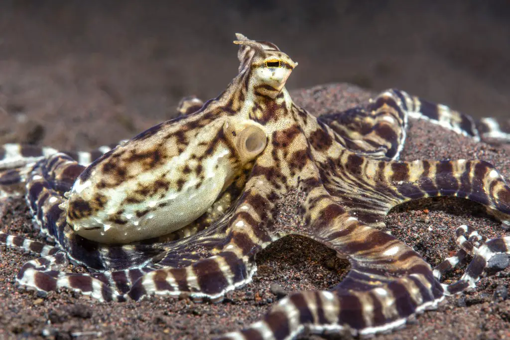 Is Octopus Venomous Or Poisonous? (Toxic? Explained) 3 mimic octopus in tulamben indonesia 2021 08 26 15 26 44 utc