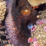 octopus resting in crevice 2021 08 26 15 26 37 utc