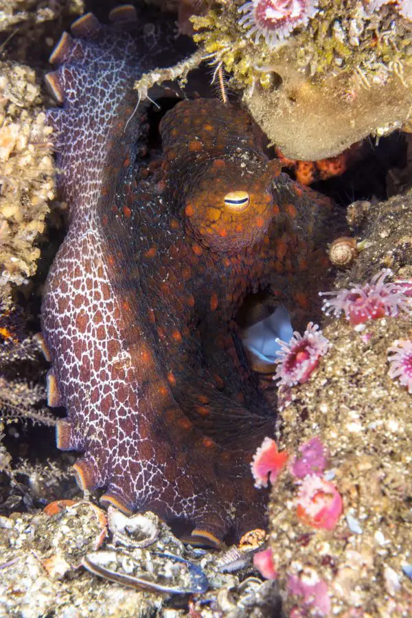 octopus resting in crevice 2021 08 26 15 26 37 utc scaled e1651583963843