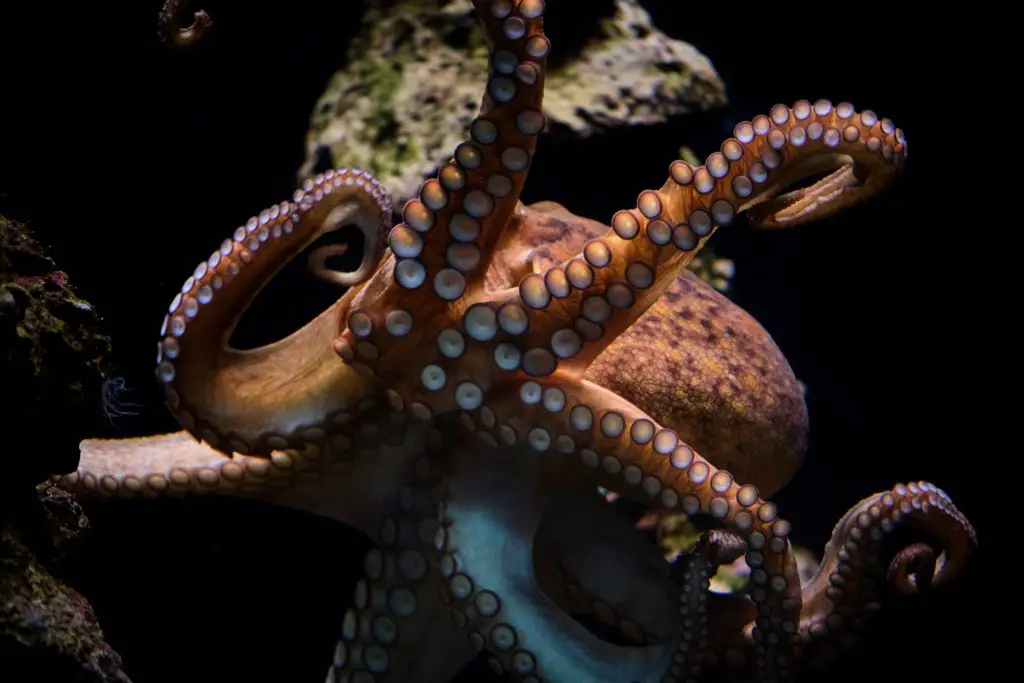 Is Octopus Venomous Or Poisonous? (Toxic? Explained) 2 octopus swimming underwater in ocean 2021 10 21 02 32 12 utc