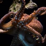 octopus swimming underwater in ocean 2021 10 21 02 32 12 utc