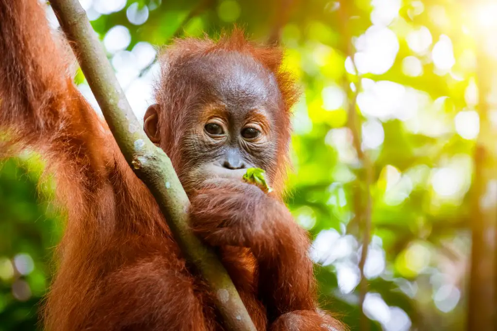What Do Orangutans Eat and Drink? ???? 3 Animals in wild. Orangutan cute baby in tropical rainforest relaxing on trees and looks around against green jungles and shining sun on background. Endangered species in nature Sumatra, Indonesia