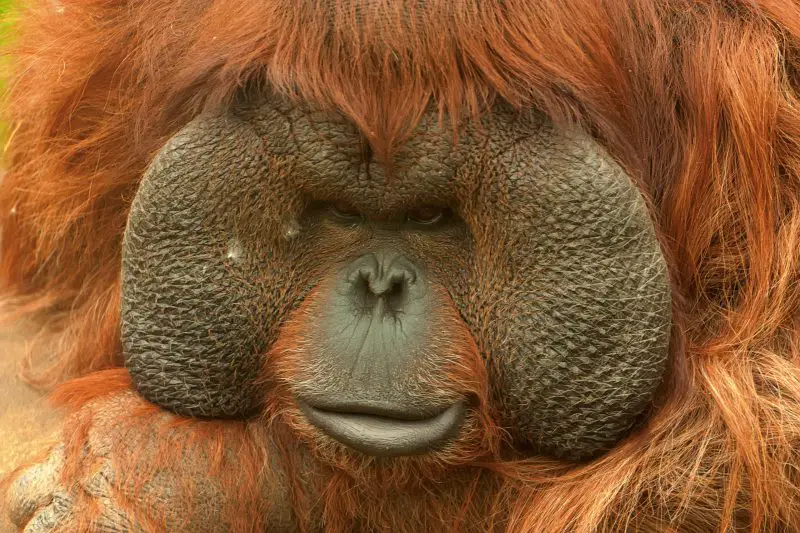 Boneo orangutan (Pongo pygmaeus) in Moscow Zoo