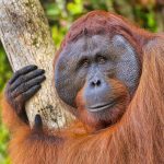 Are Orangutans Dangerous? ???? (Answered and Explained) 4 Orangutan, Pongo pygmaeus, Tanjung Puting National Park, Borneo, Indonesia