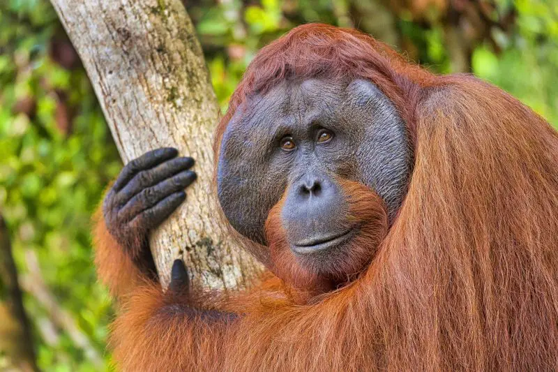 Orangutan, Pongo pygmaeus, Tanjung Puting National Park, Borneo, Indonesia