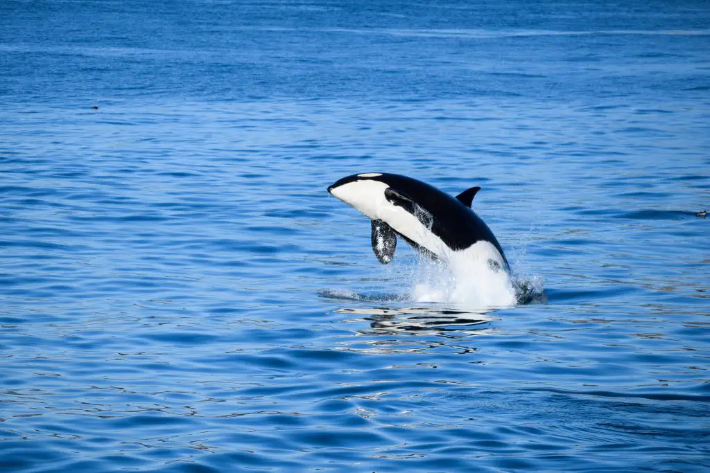 Will Whales Attack Boats? (Both Killer Whales and Others) 2 orca killer whale jumping out of the water 2021 08 30 08 46 40 utc