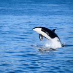 orca killer whale jumping out of the water 2021 08 30 08 46 40 utc scaled e1663846481356