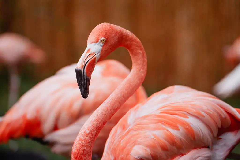 What Do Flamingo Eat? ???? (Do Flamingos Drink Salt Water?) 2 pink flamingo at the zoo 2021 08 29 20 26 17 utc