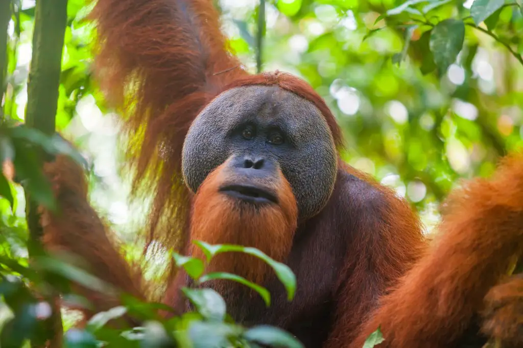 How Strong are Orangutans? Vs Humans and Gorillas ???????? 2 Portrait of male Sumatran orangutan Pongo abelii in Gunung Leuser National Park, Sumatra, Indonesia. Sumatran orangutan is endemic to the north of Sumatra and is critically endangered.