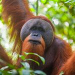 Portrait of male Sumatran orangutan Pongo abelii in Gunung Leuser National Park, Sumatra, Indonesia. Sumatran orangutan is endemic to the north of Sumatra and is critically endangered.