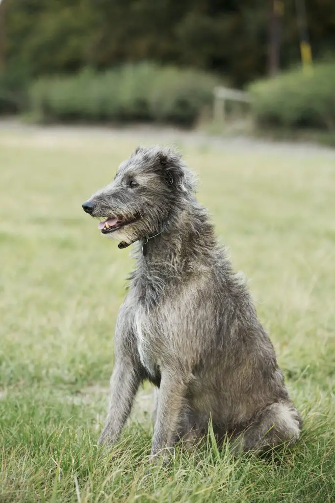21. Ugliest Dog Breeds In The World. (With Pictures) 6 Scottish Deerhound sitting in a field.