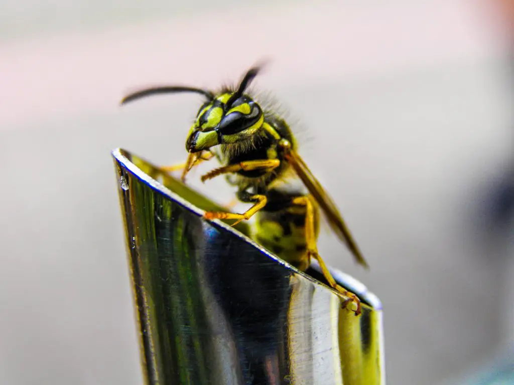 Where Do Wasps Go In The Winter? ???? (Answered) 2 wasp 2022 03 06 05 19 49 utc