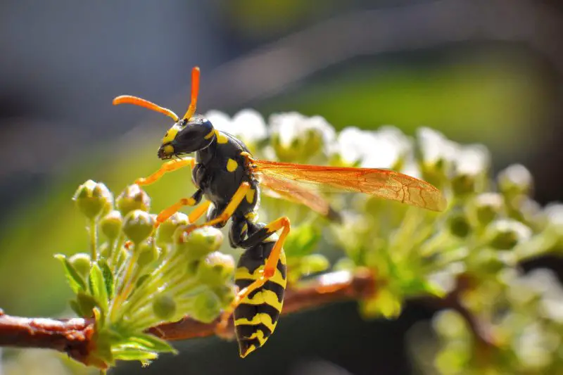 wasp macro capture 2021 09 01 14 07 34 utc scaled e1653420640451