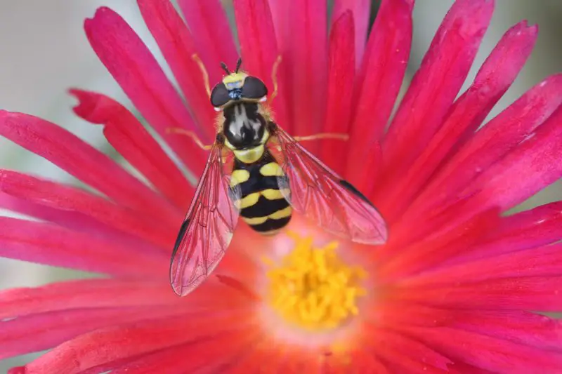 wasp on flower 2022 03 05 08 19 31 utc scaled e1653419241853