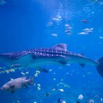A Whale Shark swims in shallow water past a grouper and rays