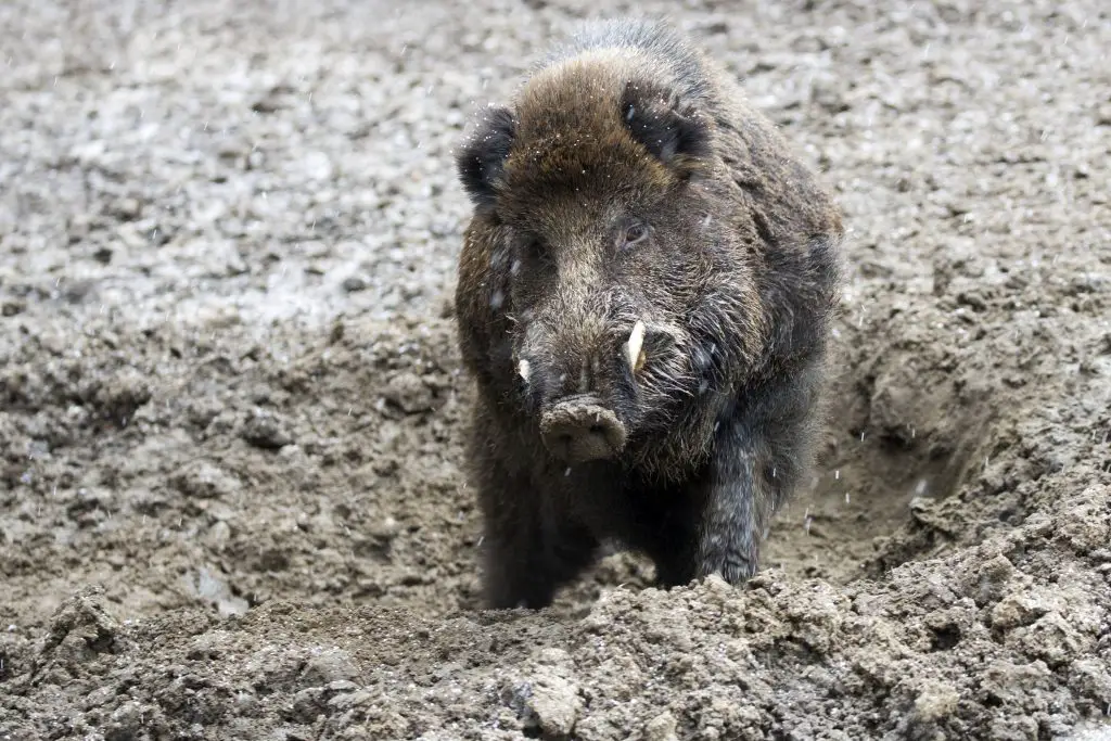 Wild boar in a clearing in the wild