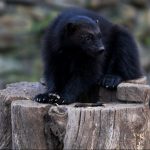 wolverine 2021 08 26 16 36 15 utc scaled e1651579603839