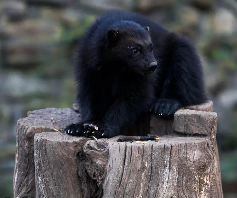 wolverine 2021 08 26 16 36 15 utc scaled e1651579603839