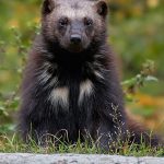 wolverine gulo gulo 2021 08 26 16 30 38 utc scaled e1651580705259