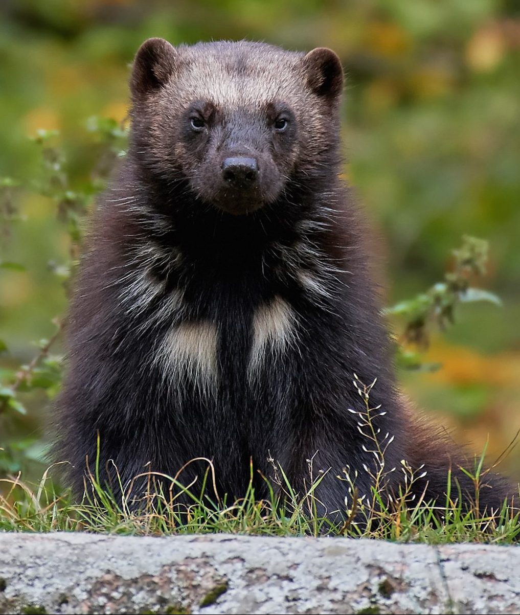 wolverine gulo gulo 2021 08 26 16 30 38 utc scaled e1651580705259