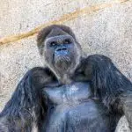 authoritative silverback gorilla 2021 08 26 15 26 32 utc scaled e1655800017930