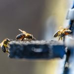 bees getting inside the small hole of beehive 2022 03 30 02 03 35 utc scaled e1656452916844